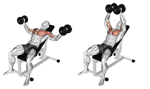 Incline flyes med håndvægte