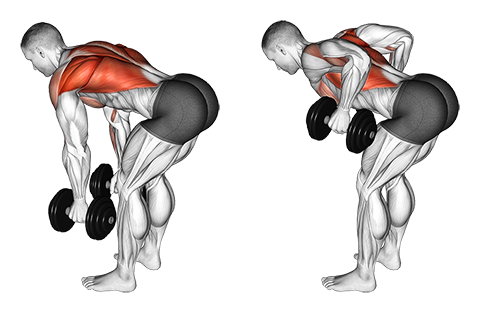 Bent over row med håndvægte