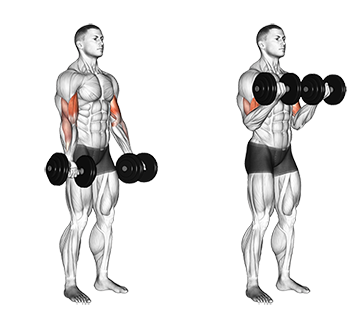 Stående biceps curl med håndvægte.