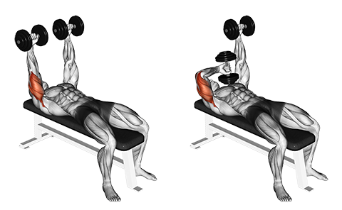 Liggende triceps extension med håndvægte