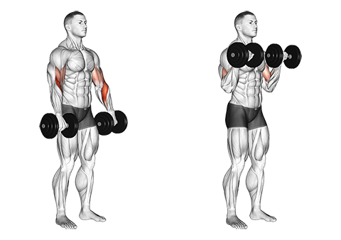 Stående reverse biceps curl