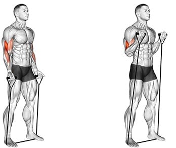 Biceps Curl med elastik
