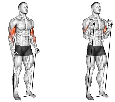 Standing Hammer Curl med elastik - armøvelser med elastik
